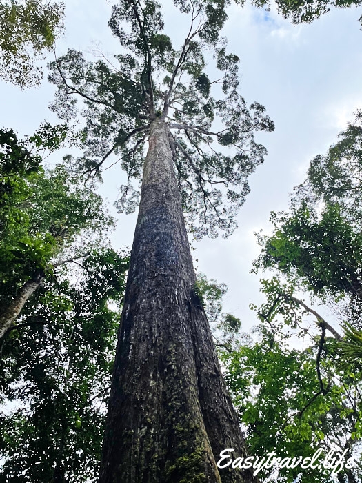 Too high tree