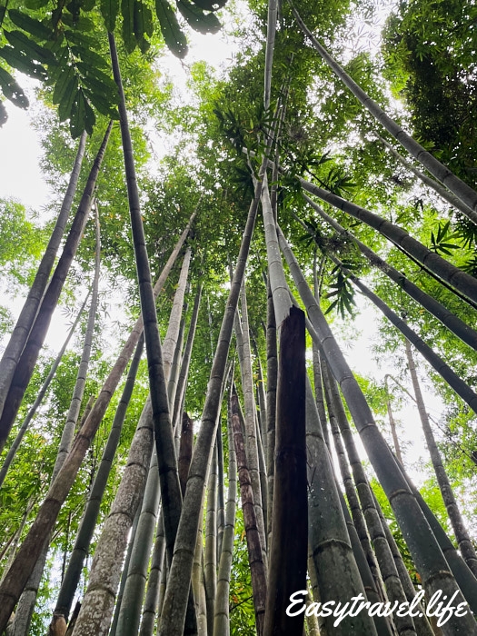 Bamboo