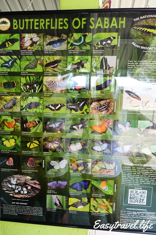 Butterfly in Borneo