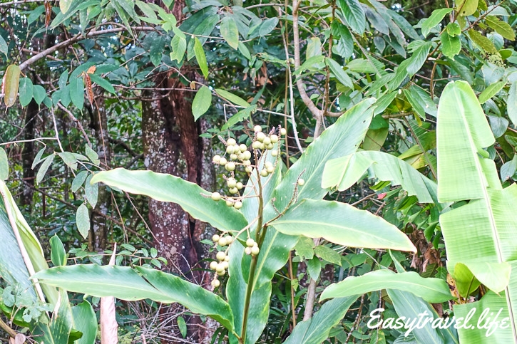 Jungle flowers