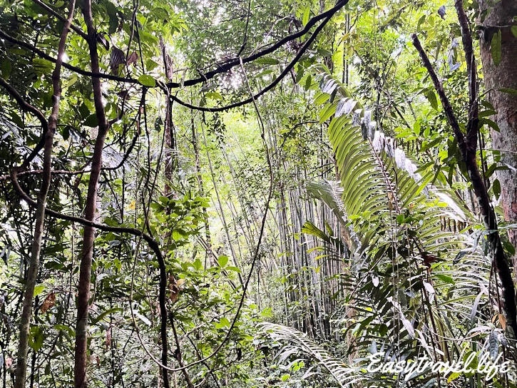 Jungle