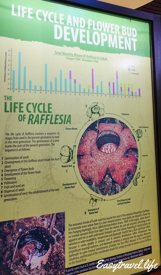 life cycle of rafflesia