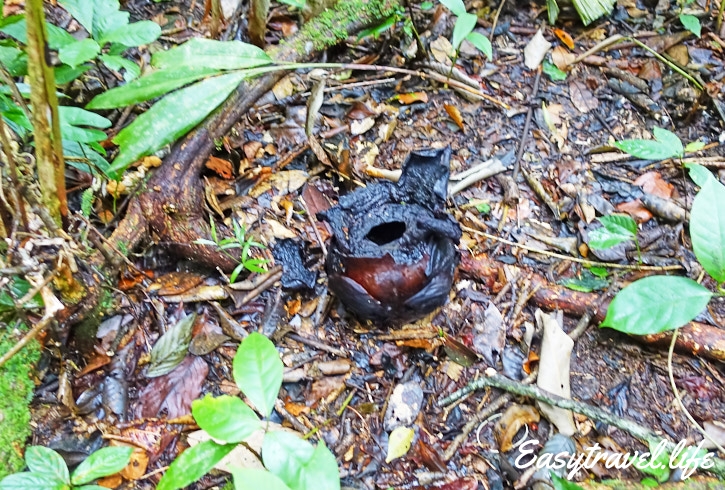 Died raflesia