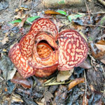 rafflesia