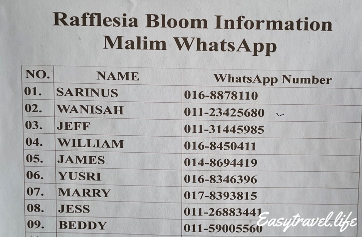 WhatsApp information Raflesia Bloom