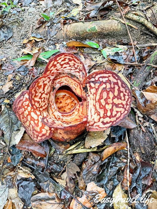 rafflesia