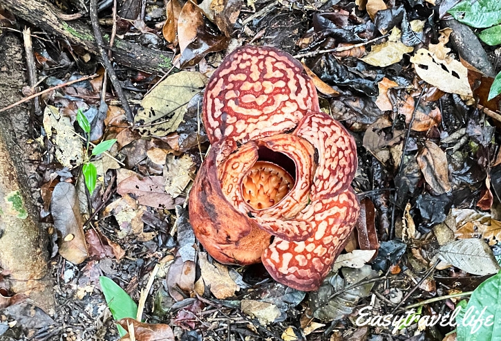 4 days raflesia
