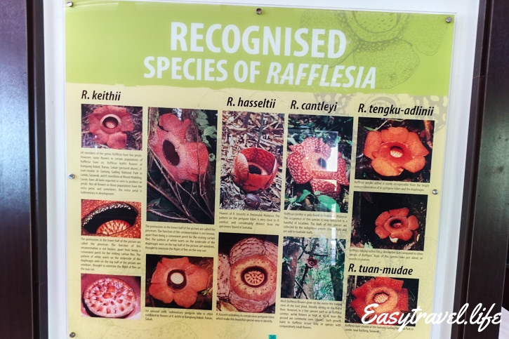 difference of raflesia