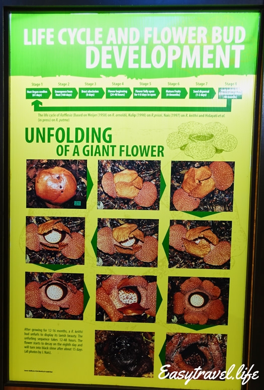 life cycle and flower bud development