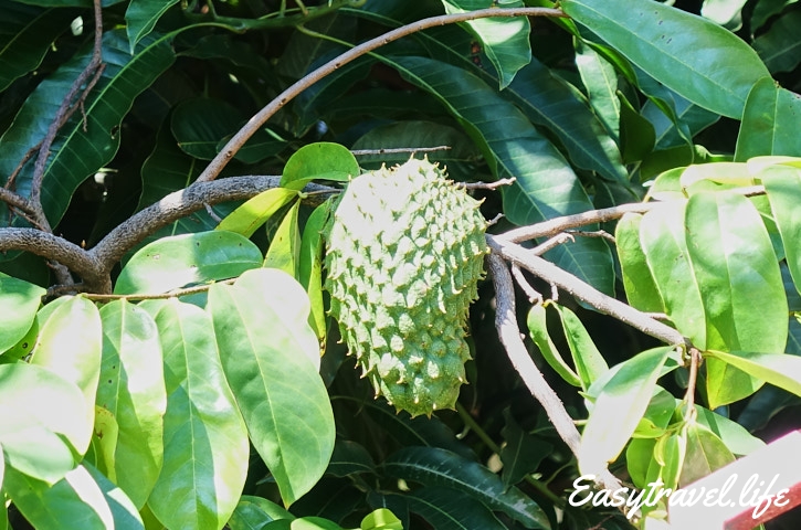 Soursop