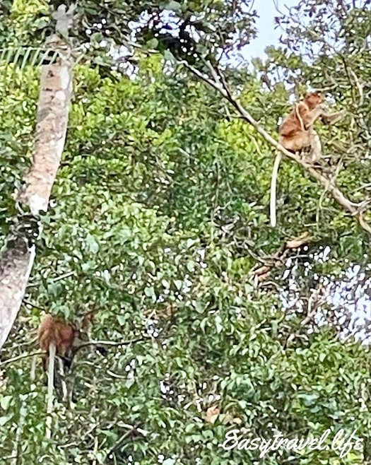 Proboscis monkey