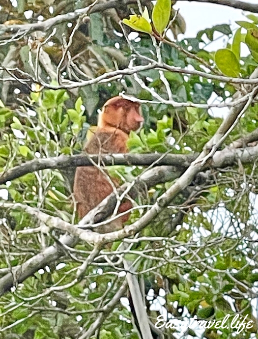 Proboscis monkey in nature