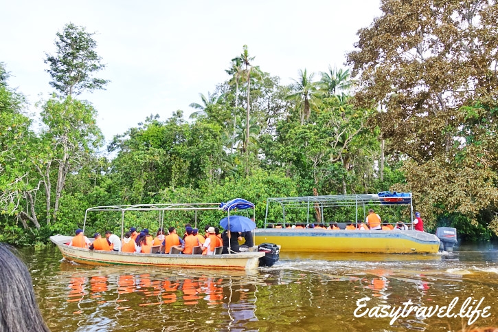 fireflies safari cruise