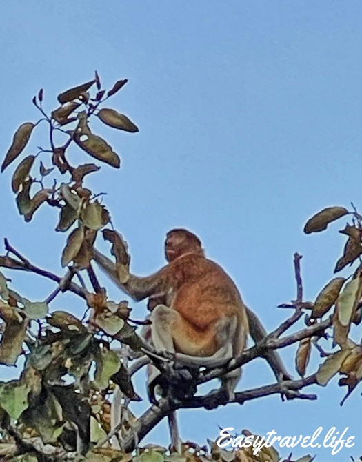 Malaysian monkey