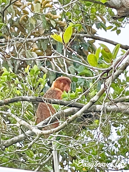 endemic Borneo