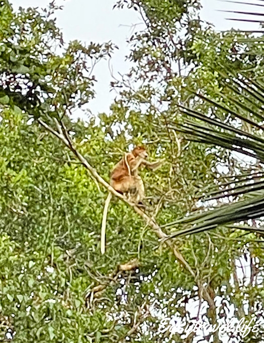Sabah monkey