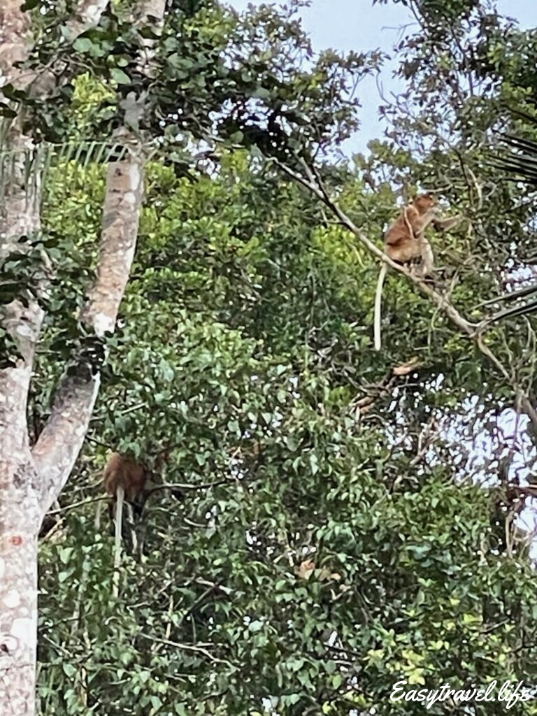 Proboscis monkey