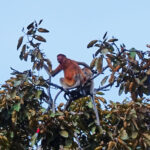 Monkey Borneo