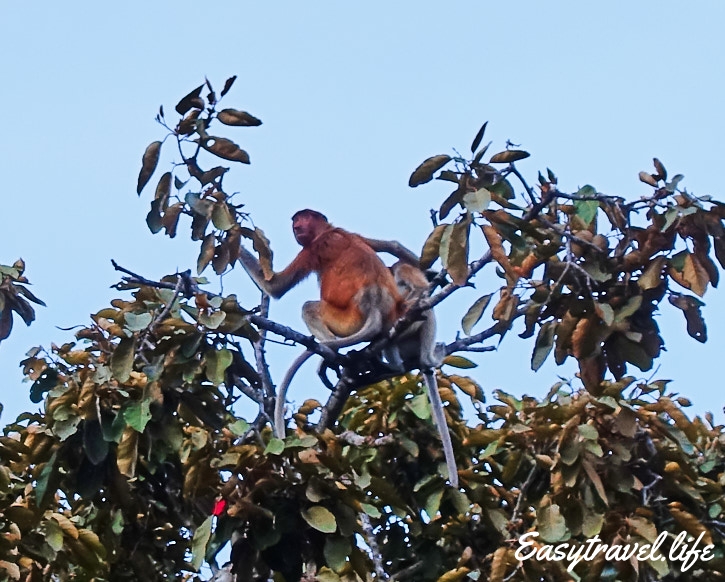 Monkey Borneo