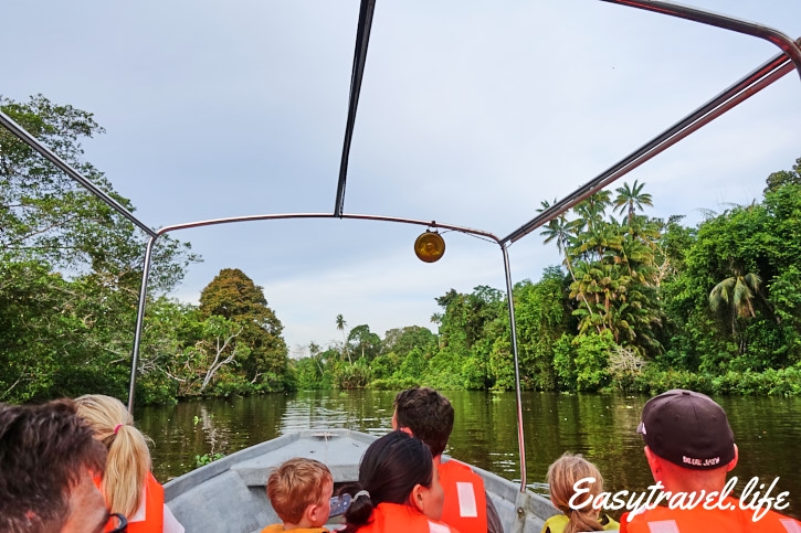 Klias Fireflies Safari Cruise