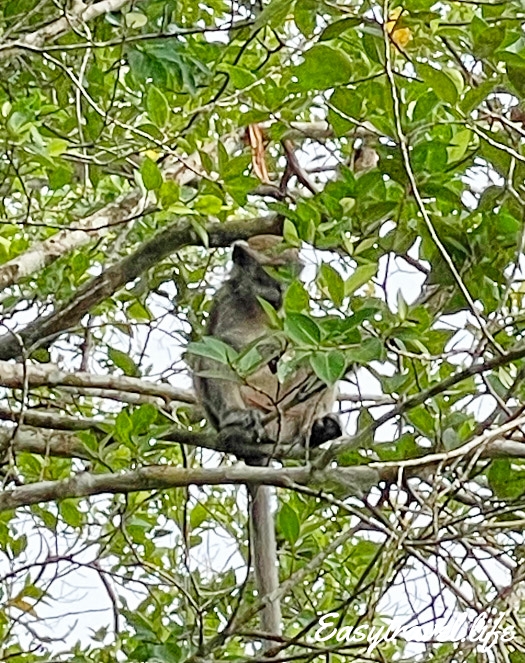 Kota-Kinabalu monkey