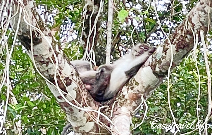 Borneo Monkey